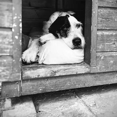 Borec, Daire *
